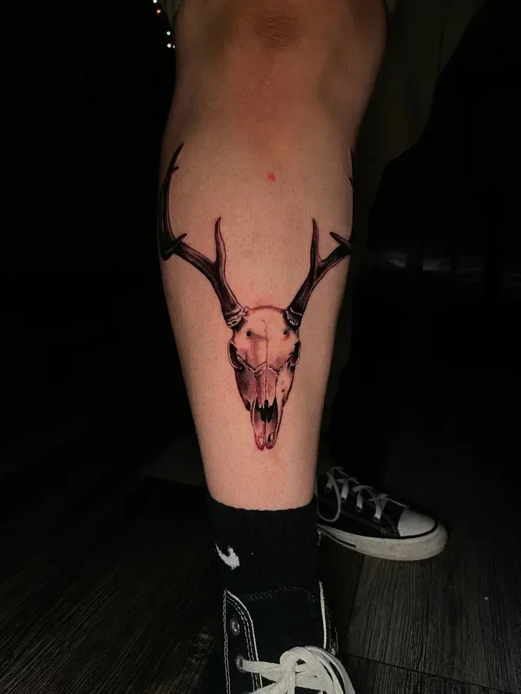 Deer skull and antlers — Austie Aleman
